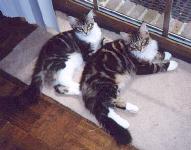 Samson and Delilah hoping to go outside.