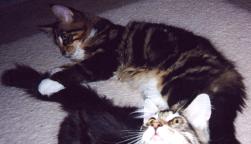 Delilah captures a tail!