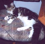 Delilah keeps the chair warm for Dad.