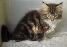 Samson answering nature's call.