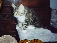 Samson planning his attack