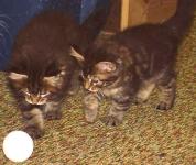 Samson playing hockey with littermate.