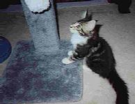 Samson planning his attack